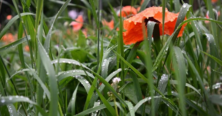 Double Whammy: Tree and Grass Pollen Collide