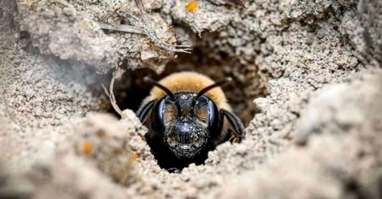 The Unlikely Habitat: A Century of Bee Life Beneath a Cemetery