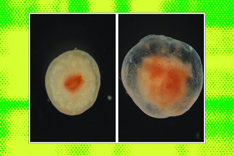 The Discovery of Persistent Tissue Survival in Psolus fabricii