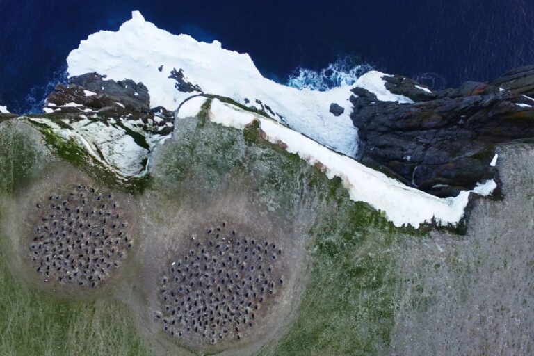 Satellite Data Reveals Shift in Penguin Diets as Antarctic Sea Ice Declines