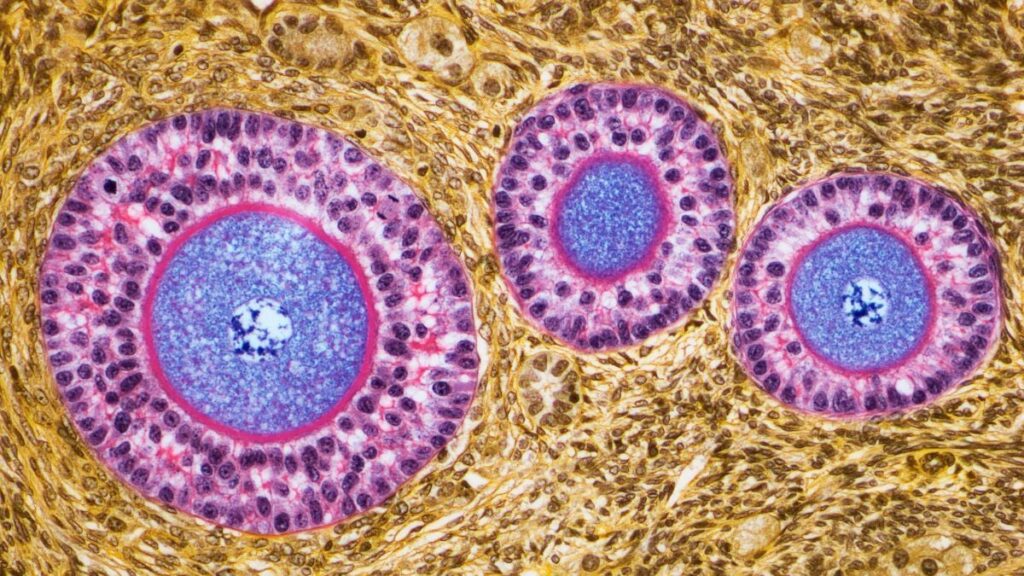 Challenging the Assumption of Ovarian Inactivity