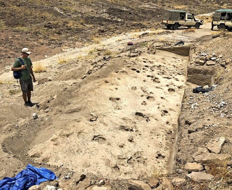 An overview of the excavated track surface with a mix of deeper hippopotamus and antelope footprints and shallower hominin