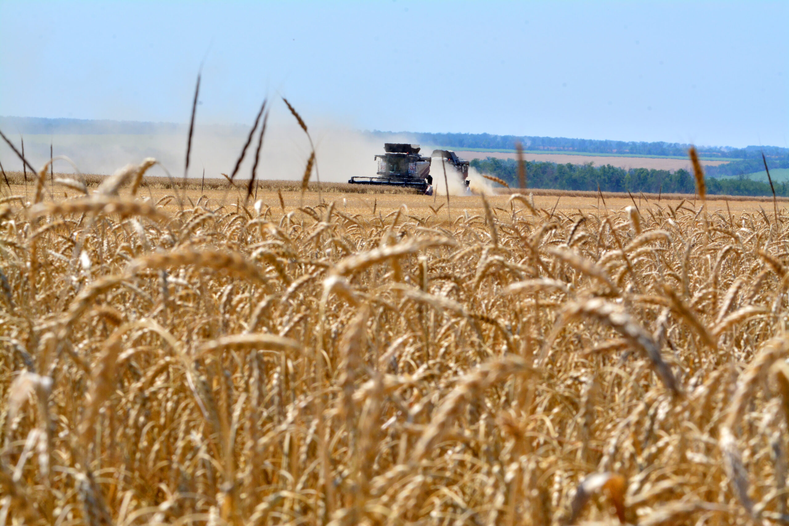 Corn and wheat prices jump to highest levels in more than three years