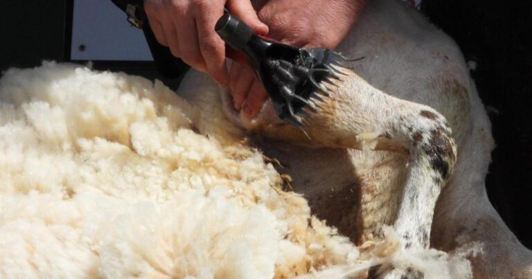 Sheep shearing visa ban called reckless and could harm animal welfare