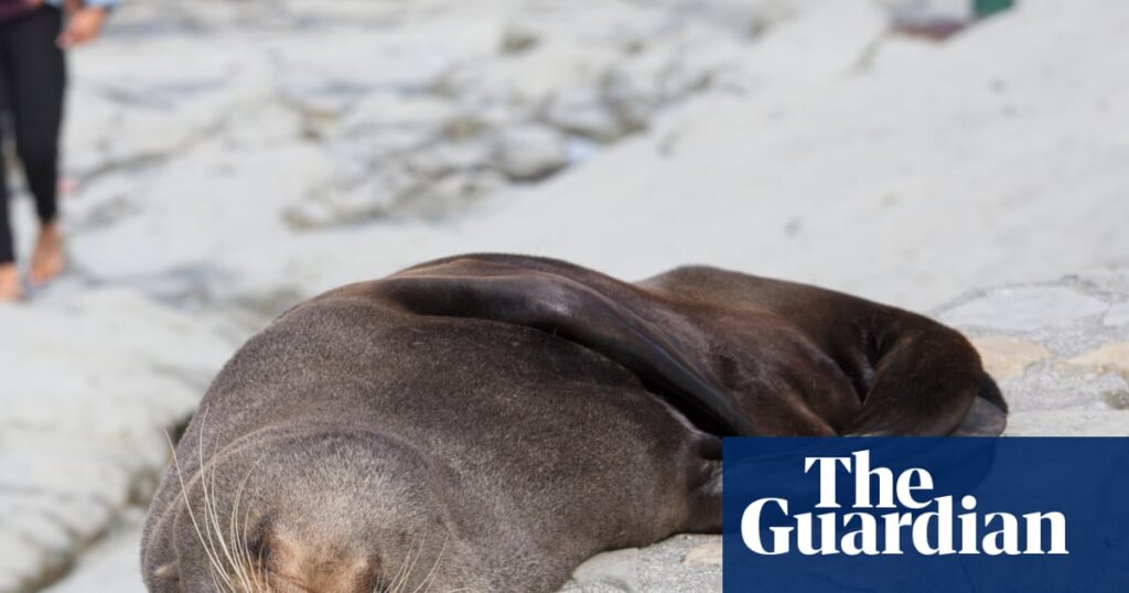 Fur seal's death marks first Australian mainland mammal fatality from spreading H5 bird flu strain