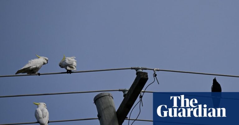 New energy scheme offers three hours of free power with hidden costs