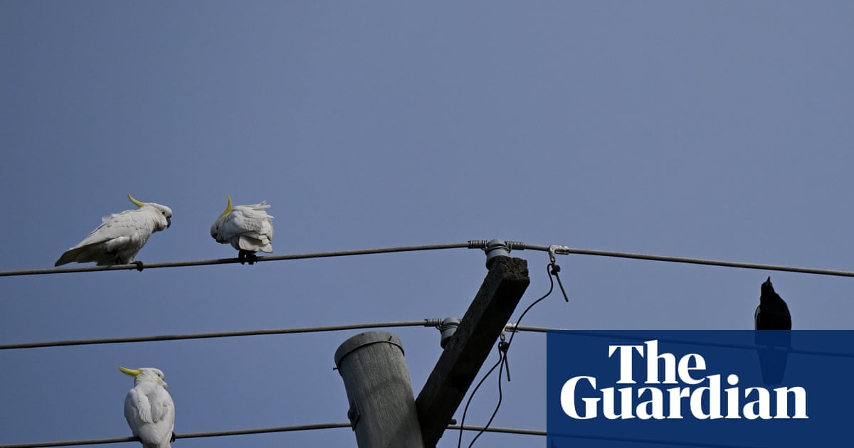 New energy scheme offers three hours of free power with hidden costs