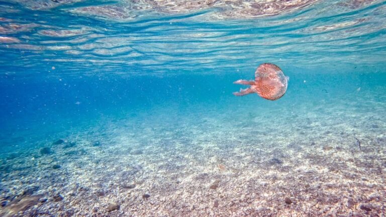 Une méduse en mer Méditerranée, au large de Toulon, le 10 août 2023