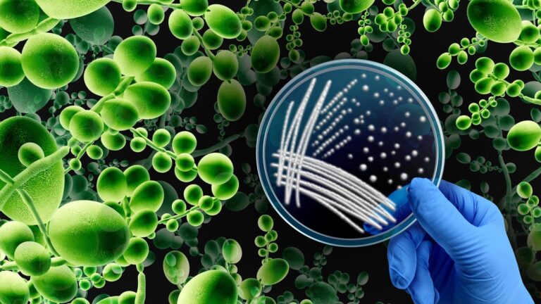 Dangerous drug-resistant fungus spreads across US, reaching 27 states