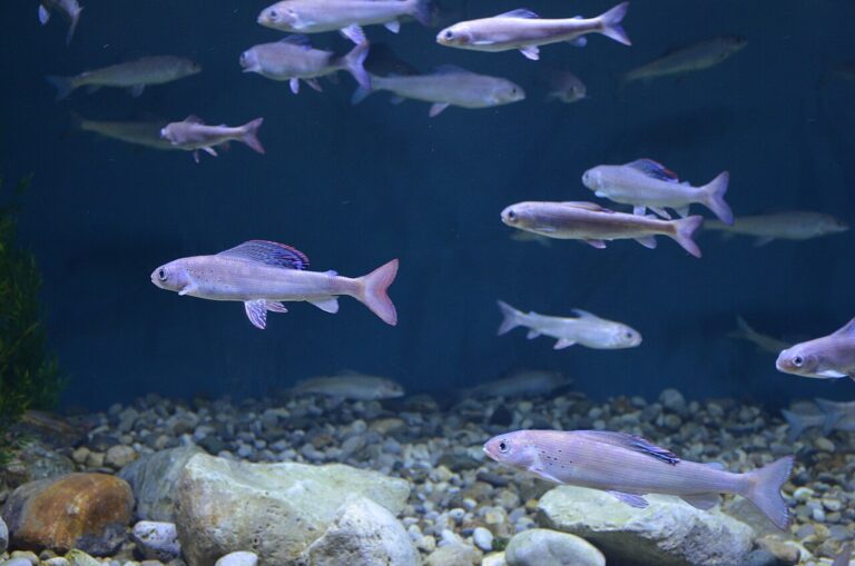 Thawing permafrost is affecting Arctic fish populations
