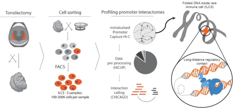 3D DNA mapping in rare immune cells reveals new genes linked with autoimmune disease risk