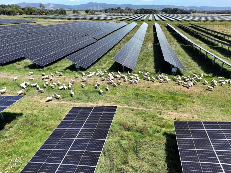 Panels and paddocks: How effective solar farm sheep grazing really is