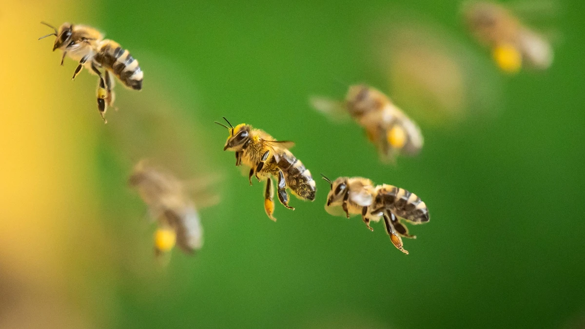 Schmelzende Gletscher schaffen ein neues Problem: Weil sich die Pflanzenwelt verändert, stecken sich Wild- und Honigbienen