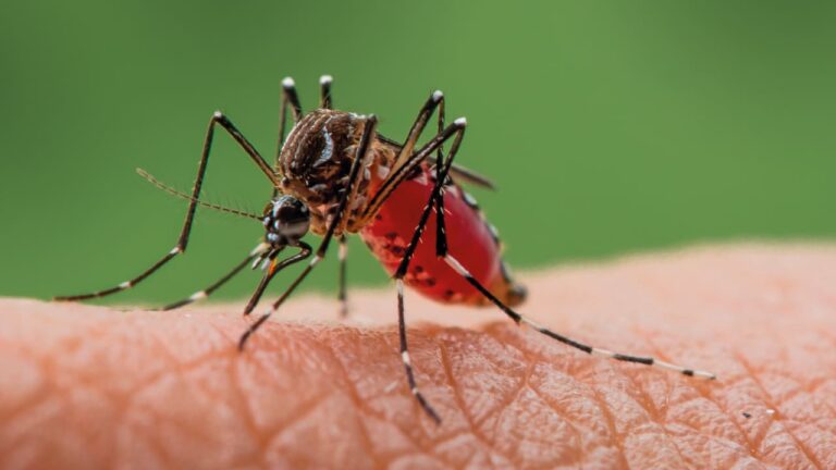 Israel Diagnoses First West Nile Fever Case of 2026 Season in Tel Aviv