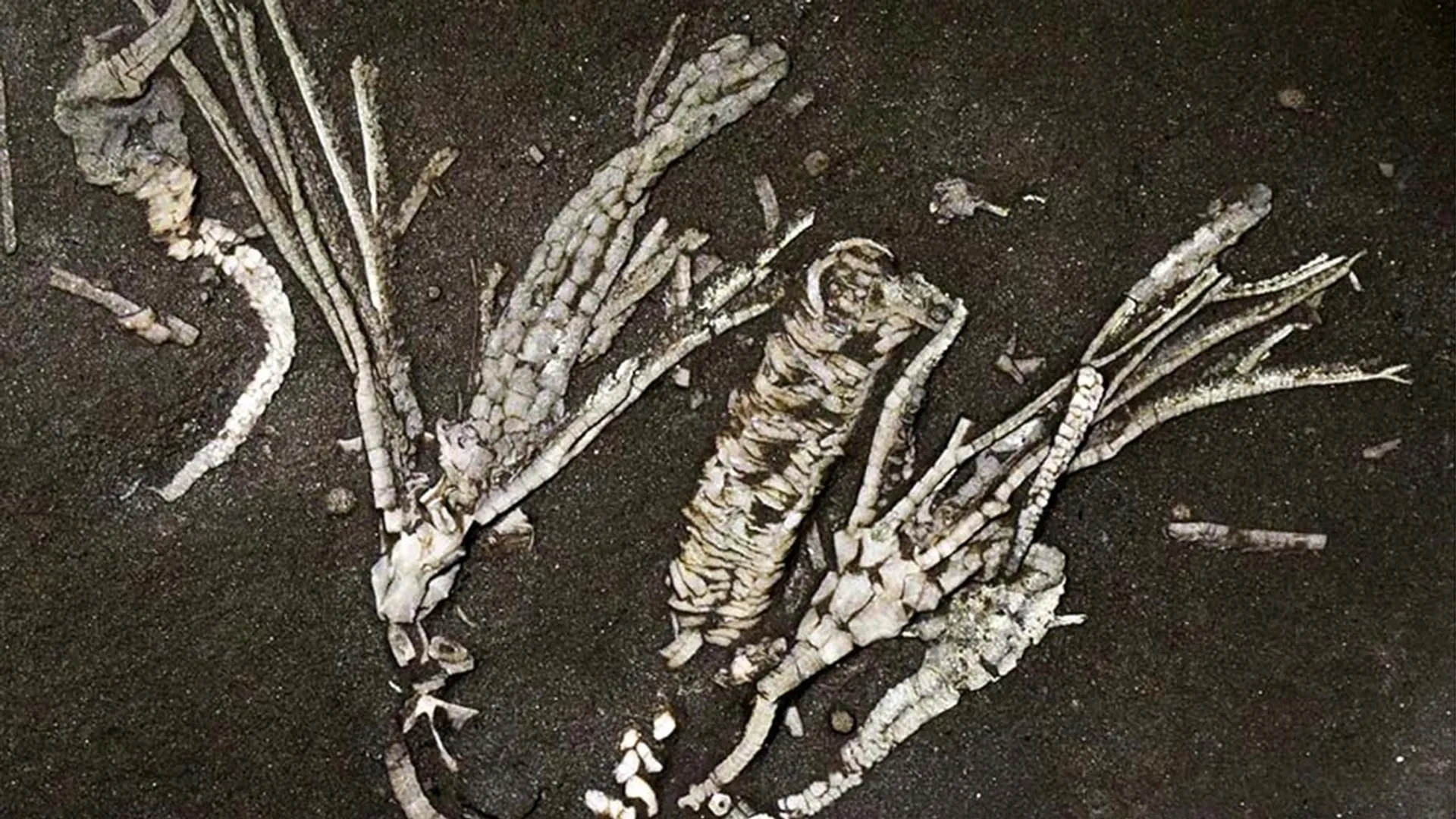 One-in-a-million sea creature fossil preserves soft tissue for 450 million years