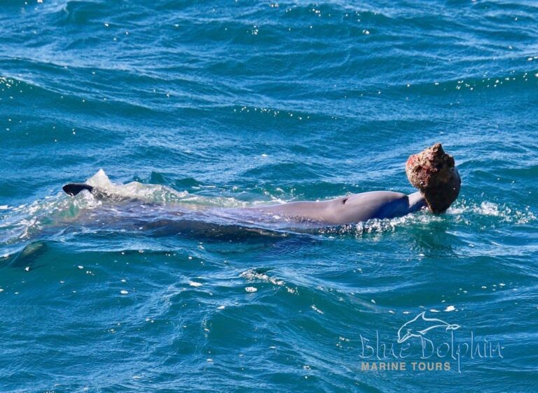 Dolphins on opposite sides of Australia, thousands of kilometres apart, appear to have