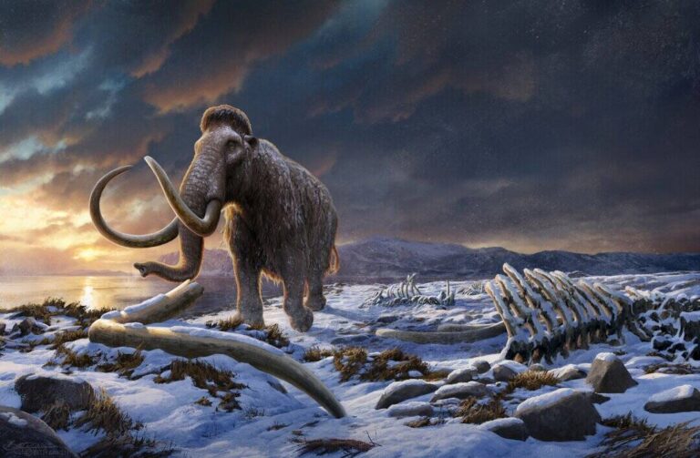Why Ice Age Hunters Targeted Female Mammoths