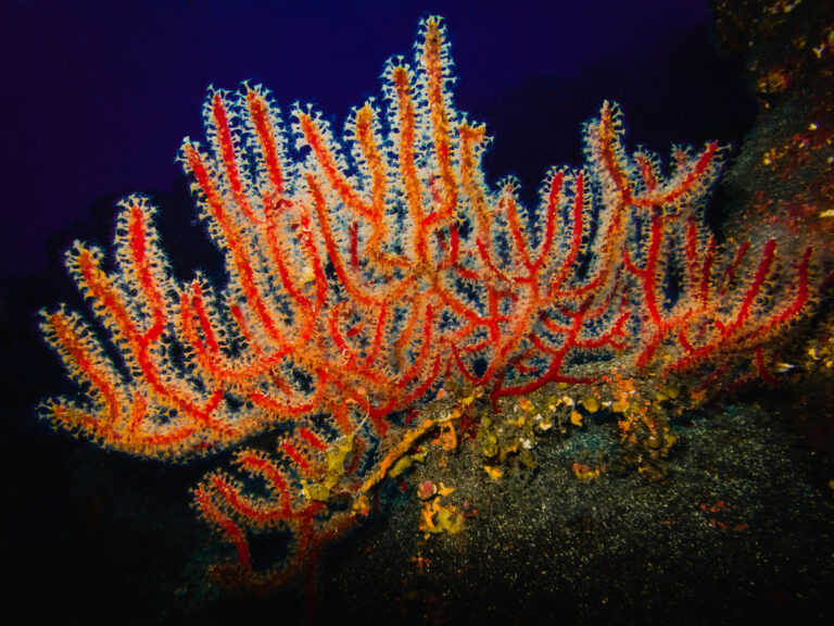 Spain Proposes Protecting 30% of Marine Waters with 23 New Sites