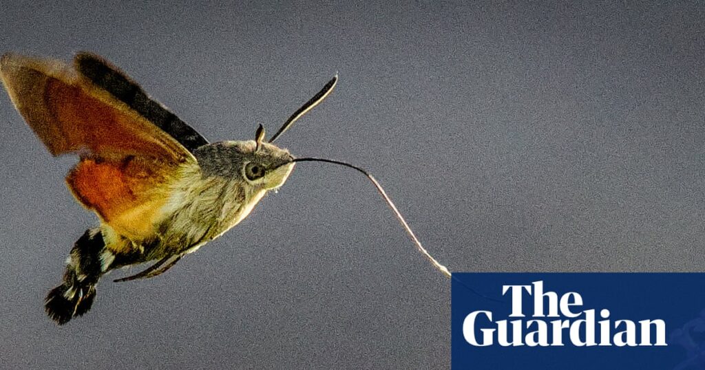 Have you seen the hummingbird hawk moth