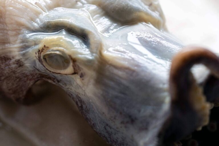 Rare Blue Octopus Returns to Galápagos Islands as Type Specimen