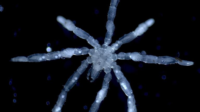 New hairy-legged, three-lipped, red-eyed sea spider species discovered