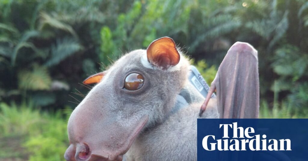 Bats Originated in Europe, Genetic and Fossil Evidence Suggests