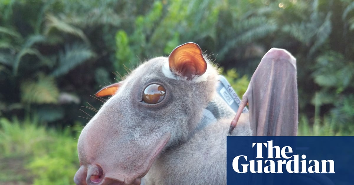 Bats Originated in Europe, Genetic and Fossil Evidence Suggests