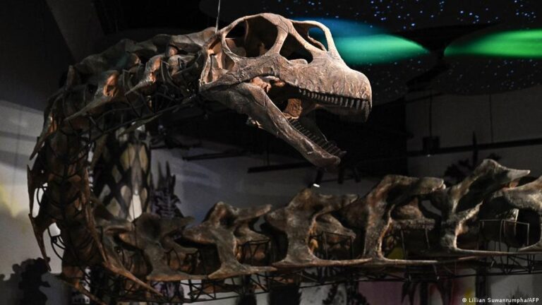 A model skeleton of Nagatitan chaiyaphumensis, Thailand’s largest dinosaur, is pictured at the Thainosaur Museum in Bangkok