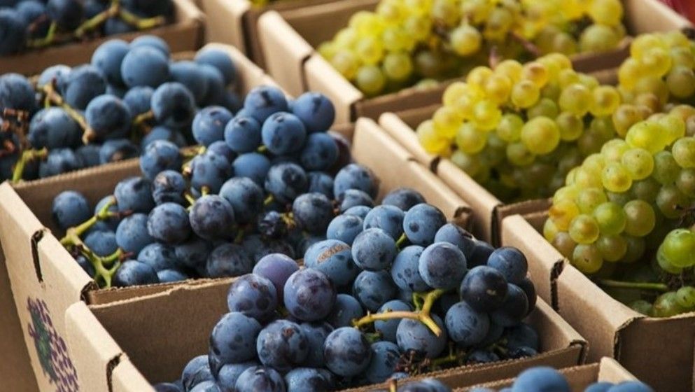 Natural Compound in Blueberries and Grapes Prompts Muscles to Burn Fat