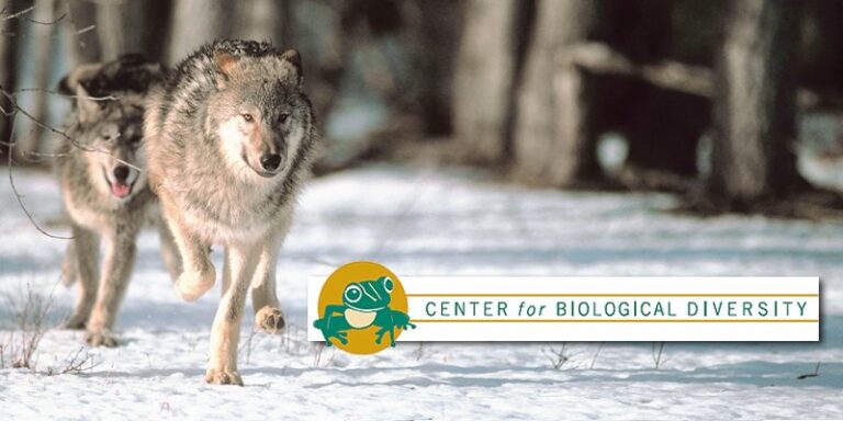 Trump signs order to review endangered species protection for grey wolves