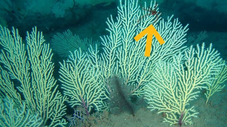 A coral reef thought dead for 60 years is teeming with life