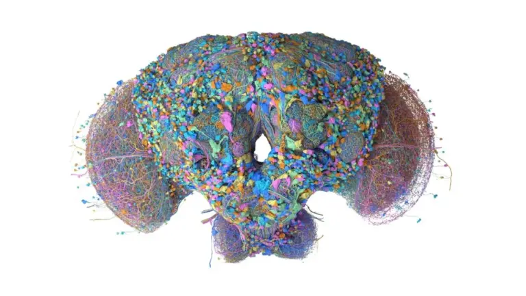 Google Mapped a Fruit Fly's Brain. Now It's Playing Doom and Super Mario 64