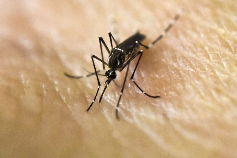Orange County Confirms Local Dengue Case as Florida Statewide Count Climbs