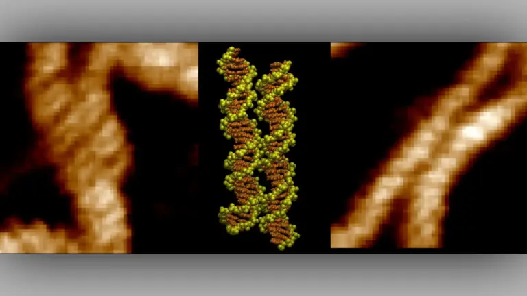 Scientists capture first-ever footage of DNA strands locking together
