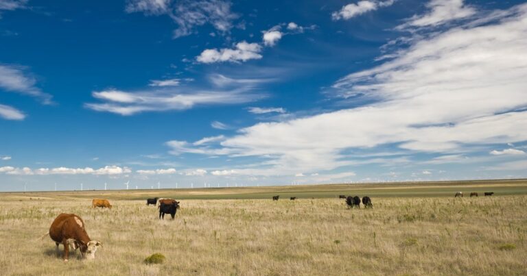 Ranchers Bristle as Trump Lifts Tariffs on Foreign Beef