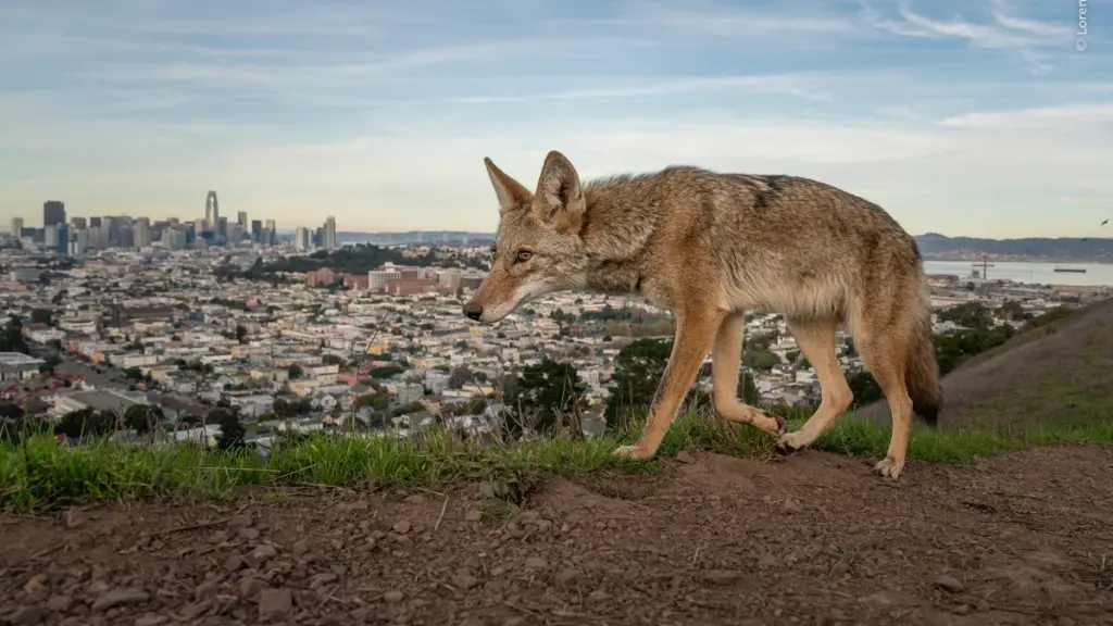 Federico Veronesi Wins Wildlife Photographer of the Year 2026