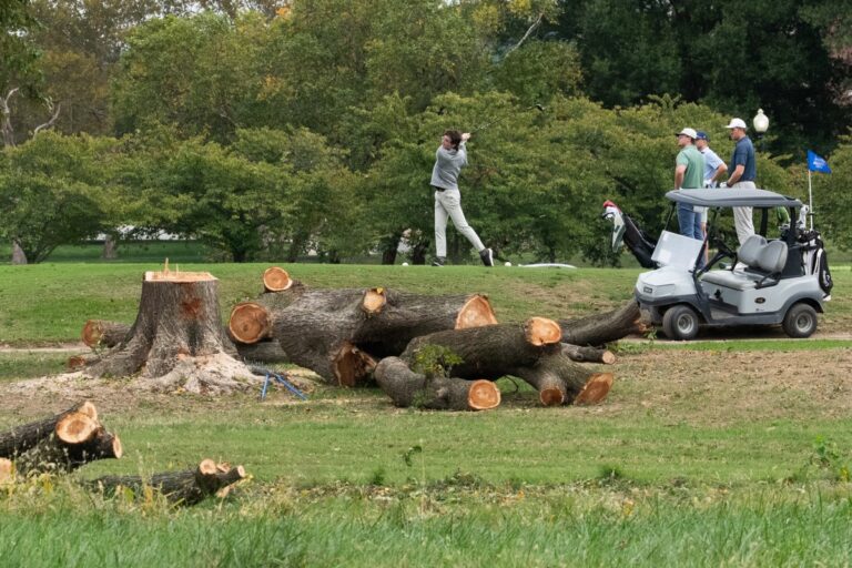 Judge Screams at Trump Officials For Abruptly Cutting Down 500 Trees in DC - Newsweek