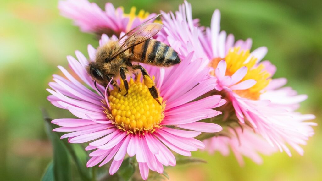 Honeybees can prevent wild pollinators from accessing flowers, sometimes without physical contact. Credit: Shutterstock