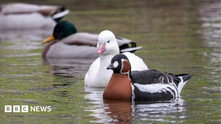 Castle Espie Removes Captive Birds Due to Avian Flu and Costs
