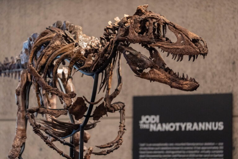 Jodi, a mounted Nanotyrannus skeleton, of the Cretaceous Period, approximately 67 million years ago, estimated at  - 9