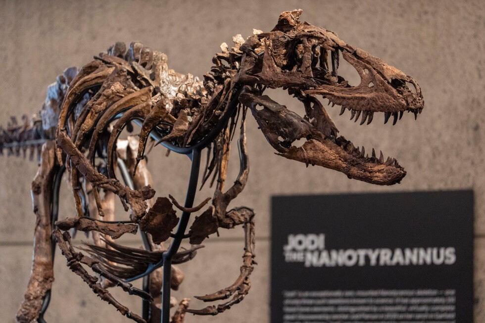 Jodi, a mounted Nanotyrannus skeleton, of the Cretaceous Period, approximately 67 million years ago, estimated at  - 9