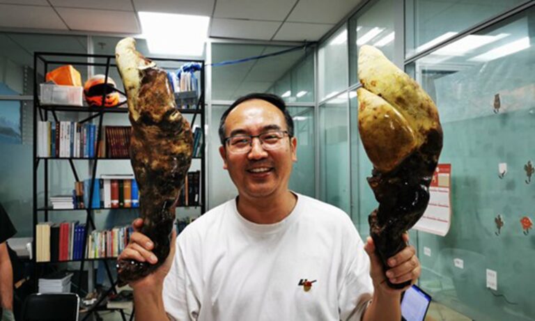 Scientists Discover Giant Dianjunus Rex Fungus in China