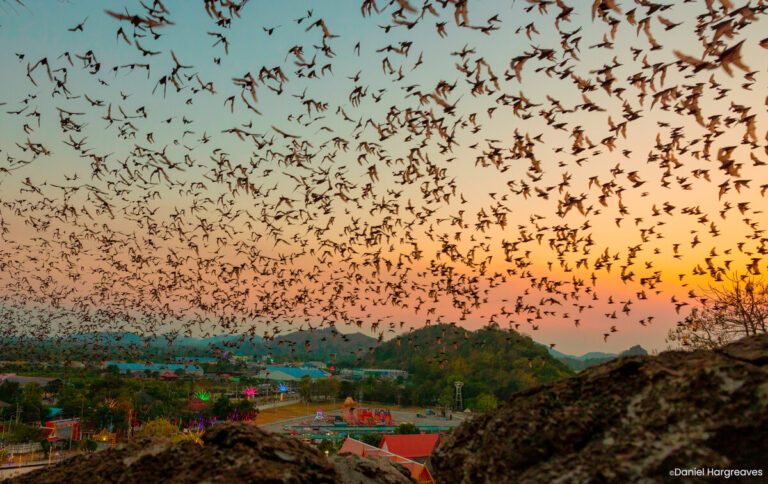 Bats Lose Ecosystem Roles Before Population Extinction