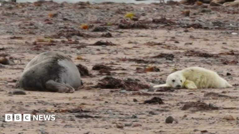 South Walney Seal Colony Welcomes First Pups of Season