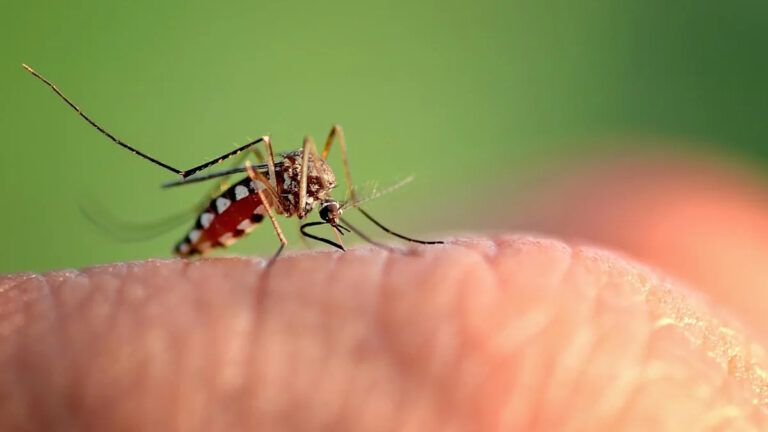 Florida Faces Historic Dengue Outbreak With Over 400 Cases