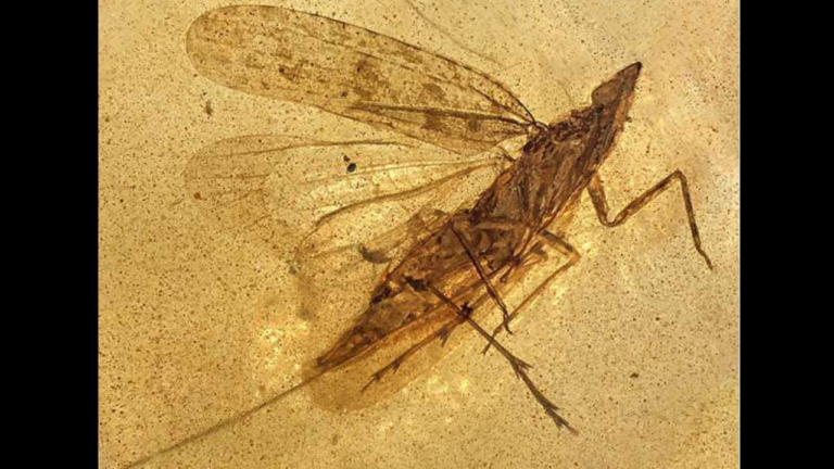 Ancient Amber Fossil Reveals 99-Million-Year-Old Insect With Giant Tube